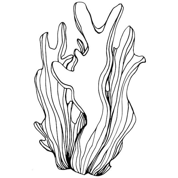 Vector corals isolated sketch