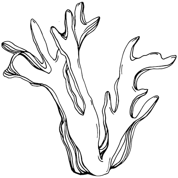 Vector corals isolated sketch