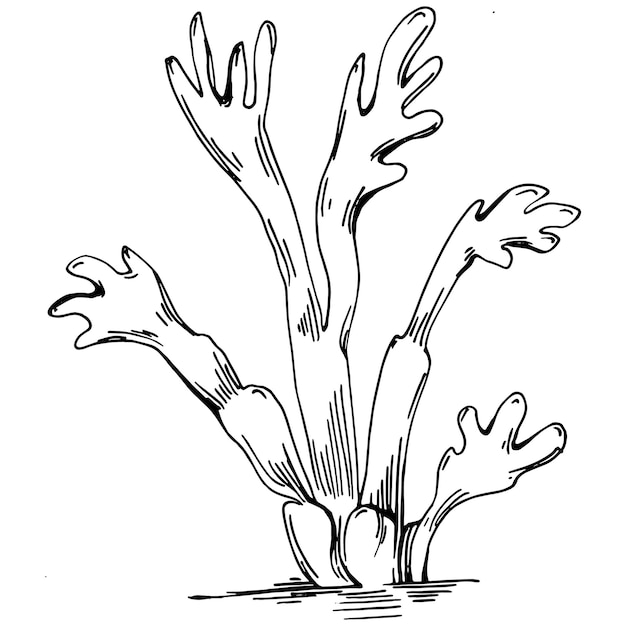 Vector corals isolated sketch