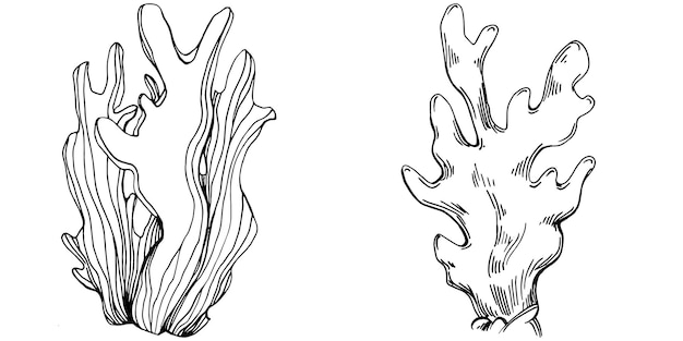 Vector corals isolated sketch