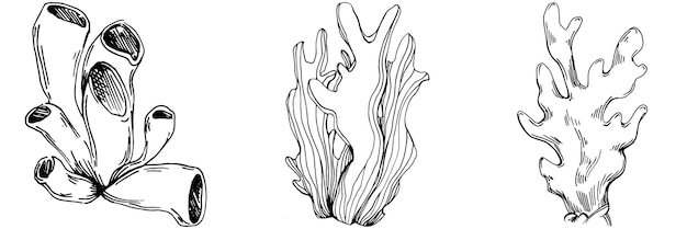 Vector corals isolated sketch