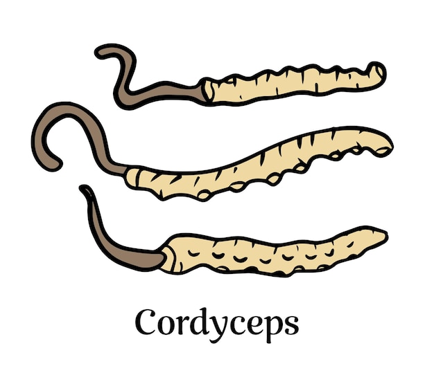 Vettore illustrazione degli adattogeni del fungo medicinale del cordyceps