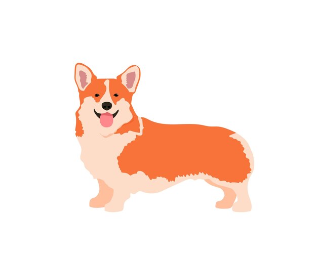 Vector corgi dog