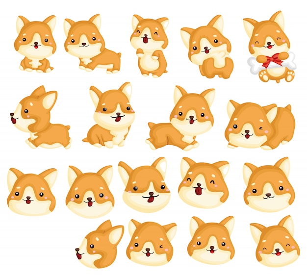 Corgi image set