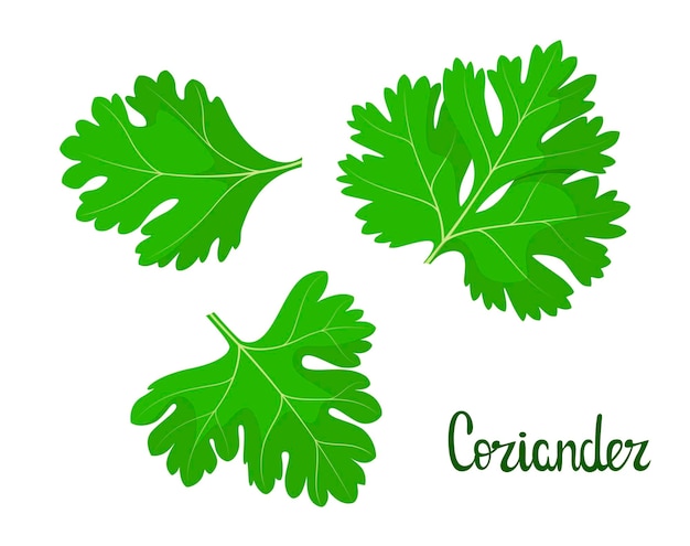 Vector coriander leaves on a white background herbs