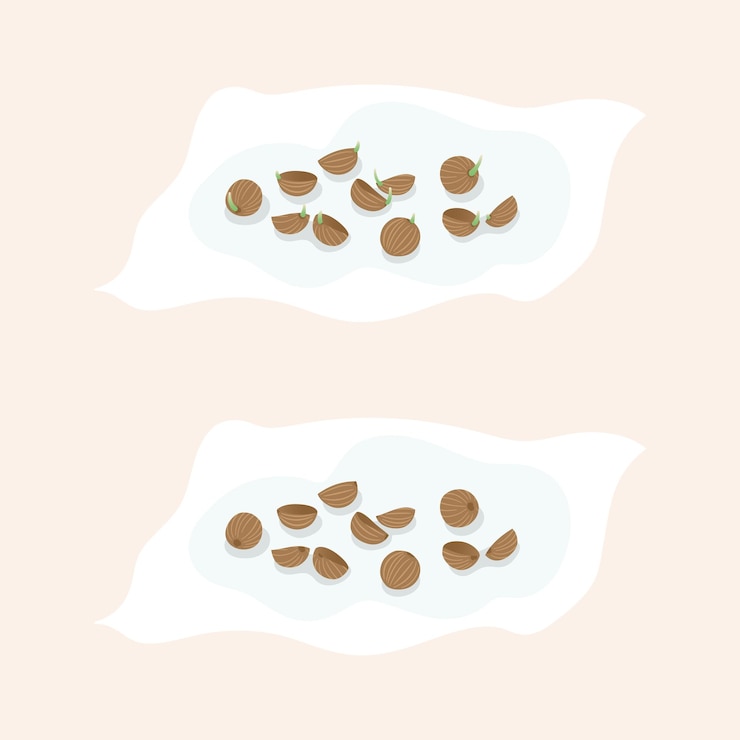 Vector coriander seed soak in water on tissue cotton flat vector illustration