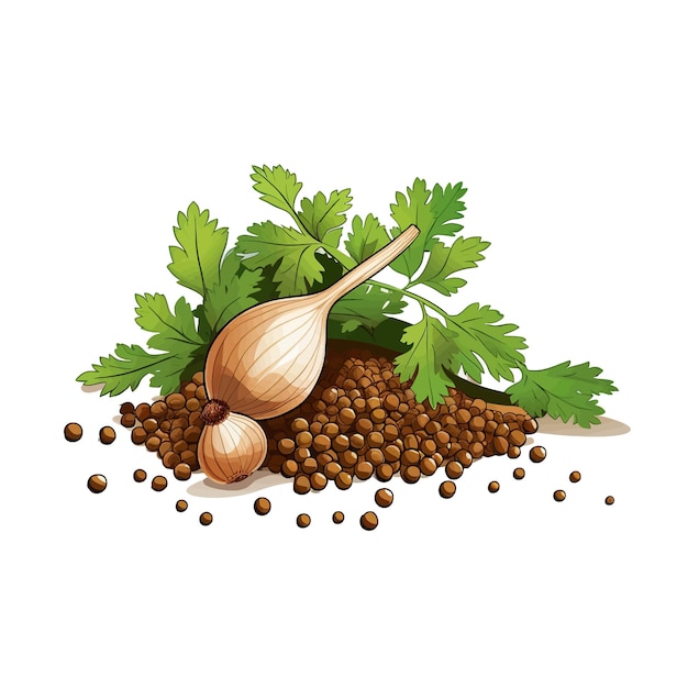 Coriander spice vector clipart white background