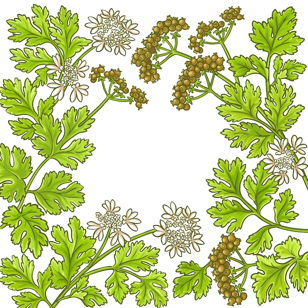 Vector coriander vector frame