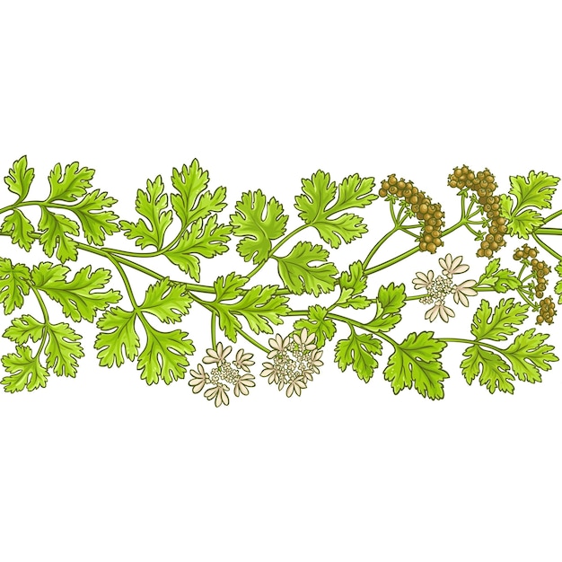 Coriander vector pattern