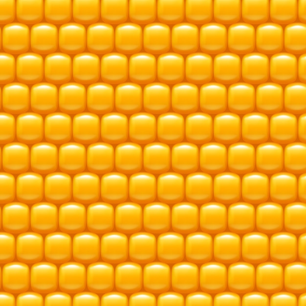 Corn background