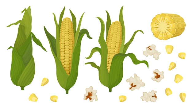 Corn big set of cobs and grains Popcorn and green corn on the cob For product packaging and advertising