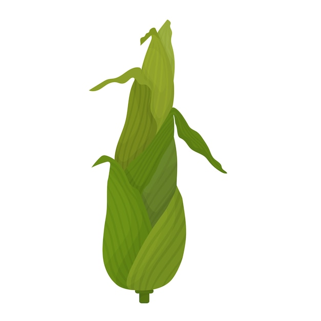 Вектор Кукурузный початок зеленый молодой мультфильм кукурузные фрукты с неочищенными листьями