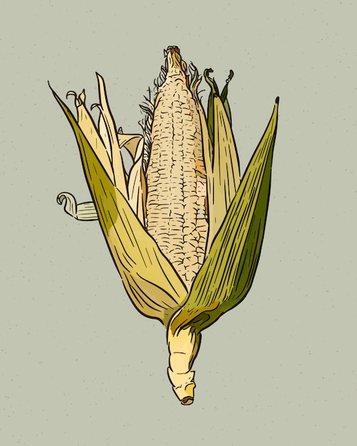 Corn on the cob vintage engraved illustration. Botanical corn.   illustration