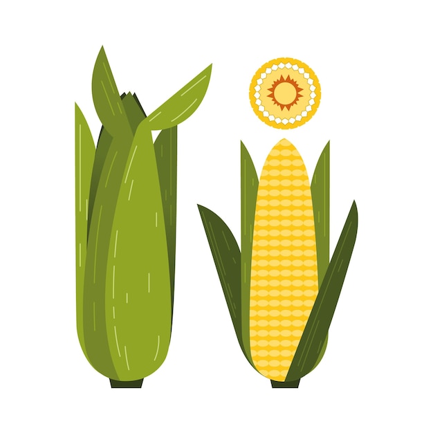 Corn on the cob with green leaves Cut across with a slice of yellow grains Vector geometric flat