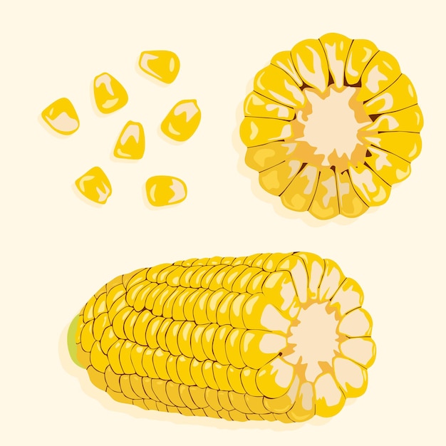 Vettore corn on the cob con singoli chicchi