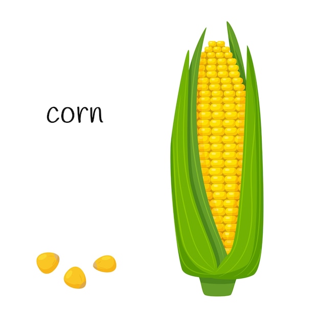 잎 옥수수 속. 익은, 익은, 신선한 옥수수.