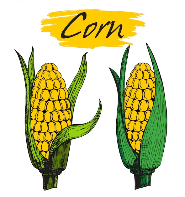 Vector corn cob with leaves