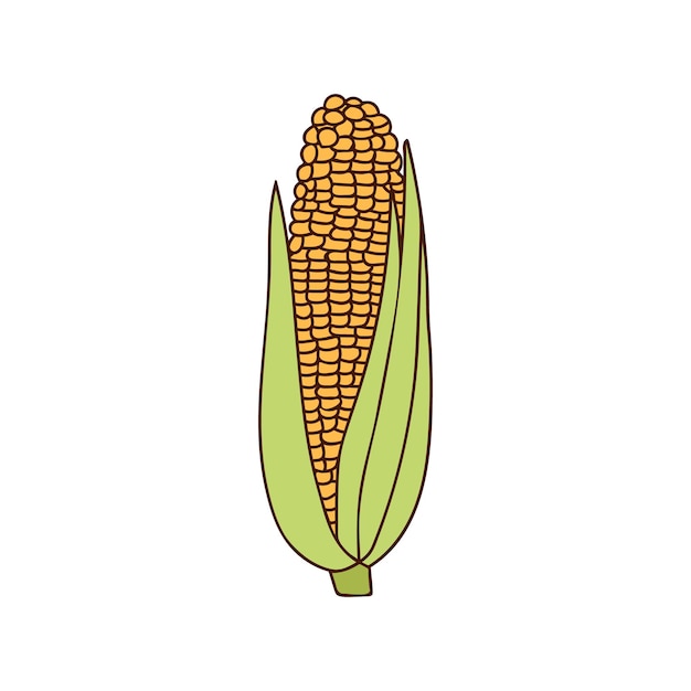 Corn colorful doodle illustration in vector