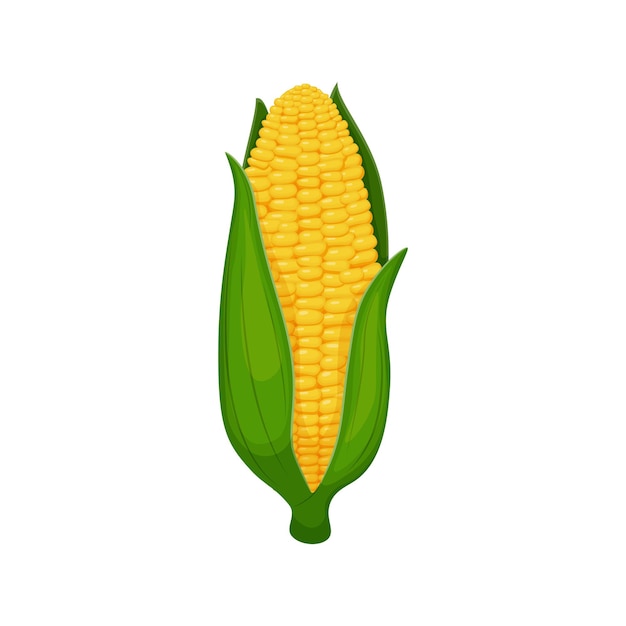 Corn an ear of ripe yellow corn wrapped in green leaves vector illustration isolated on a white back