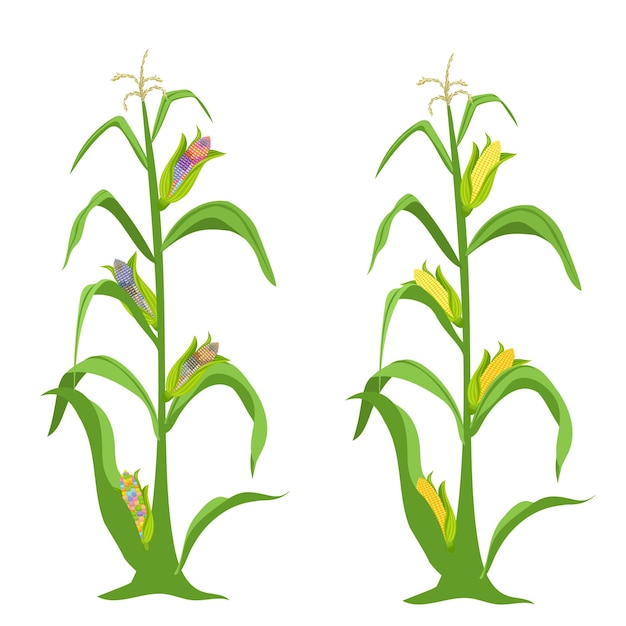 Кукуруза растет Растение и ветви кукурузы Векторная иллюстрация изолирована на белом