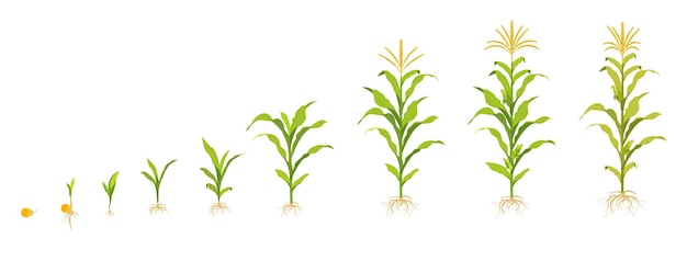 Ciclo di crescita del mais nel campo germinazione dei semi germogli di formazione delle radici con foglie e fase di raccolta