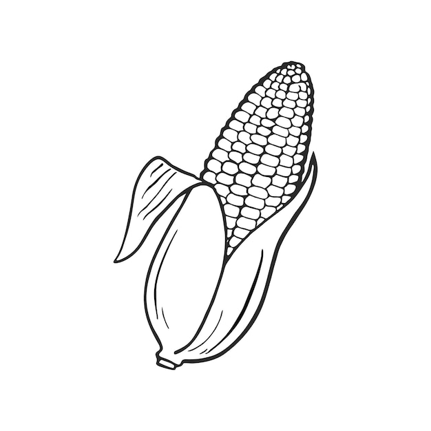 Vector corn hand drawn vector illustration. cartoon corn. corn isolated.