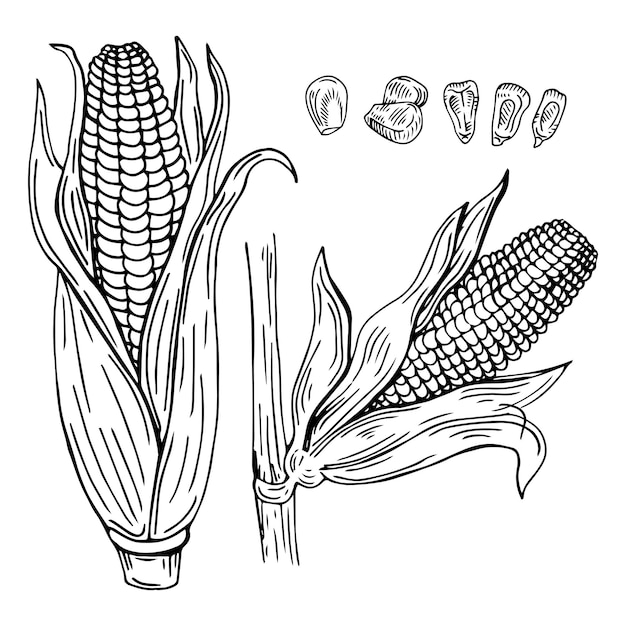 Набор векторных иллюстраций, нарисованных вручную кукурузой. Изолированный овощной стиль с гравировкой