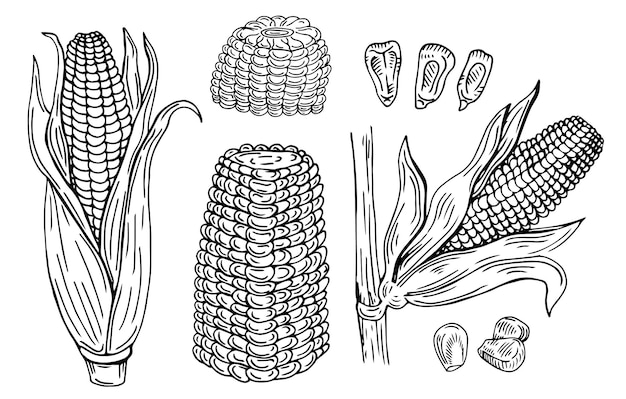 Vector corn hand drawn vector illustration set.