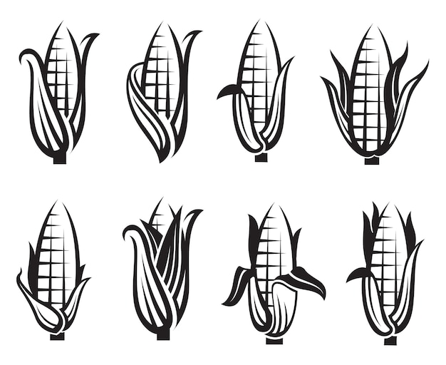 Vector corn images set