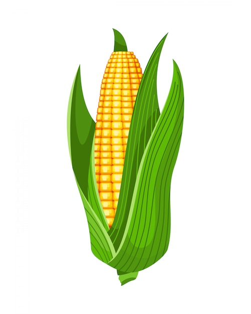 Corn. Isolated ripe corn ear. Yellow corn cob with green leaves. Summer farm design element