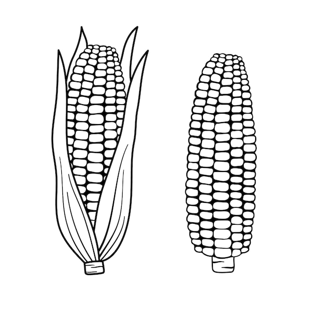 Vector corn outline simple illustration for menu hand drawn line sketch corn cob in leaves and naked isolated on white