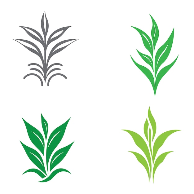 Corn plant logo premium vector and illustration