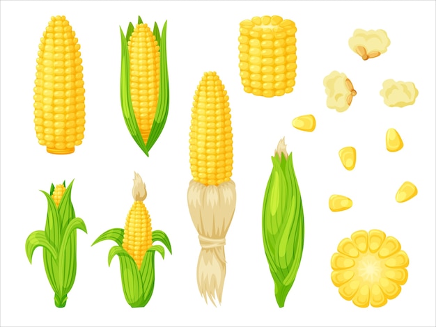 corn set isolated on white background