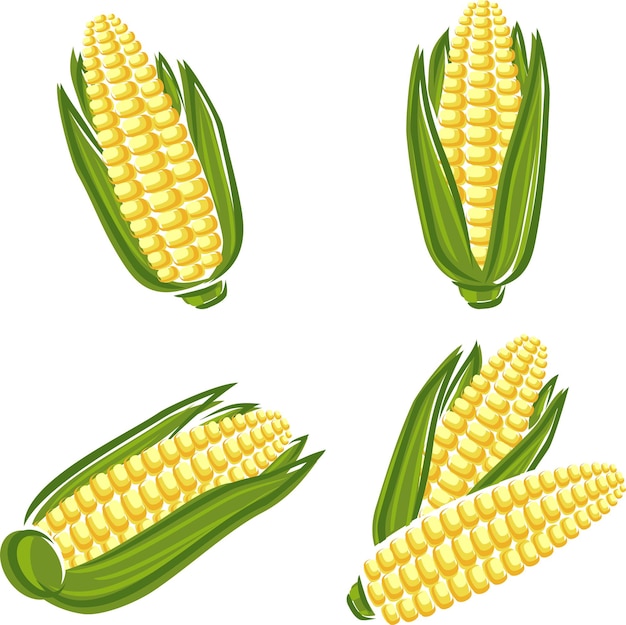 Corn set vector