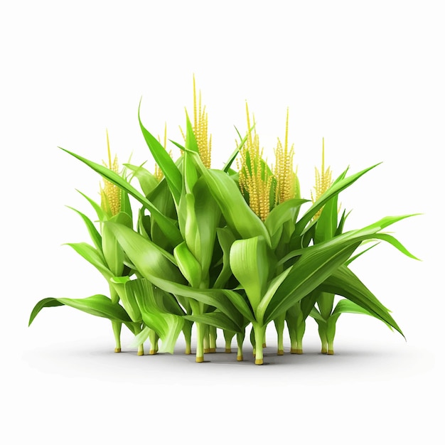 Vector corn summer green agriculture field nature landscape plant blue farming rural sky land maize coun