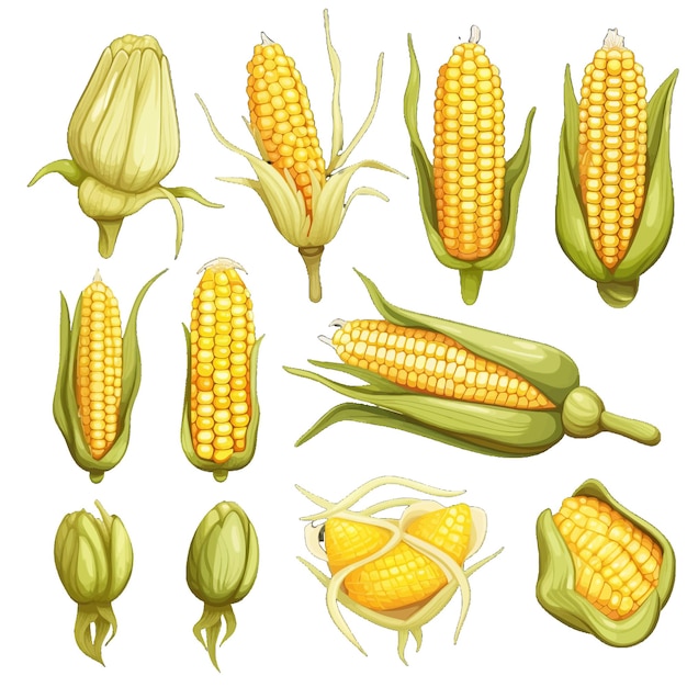 Векторный клипарт кукурузы на белом фоне