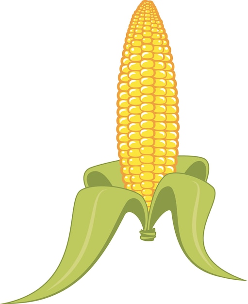 Vector corn vector graphics isolated background