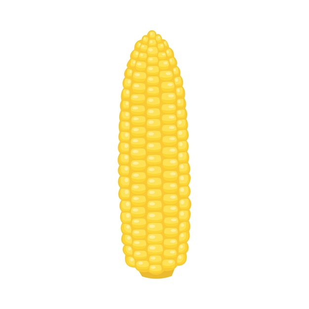 Corn vector illustration