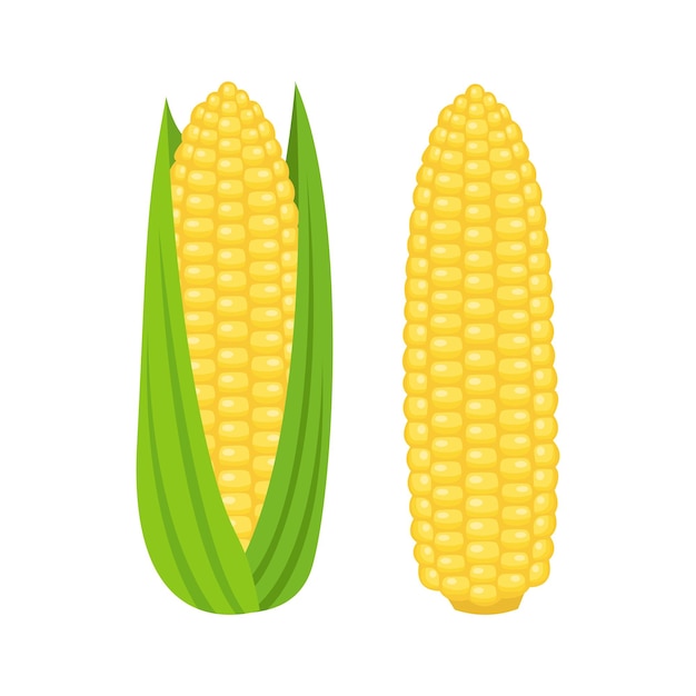 Corn vector illustration