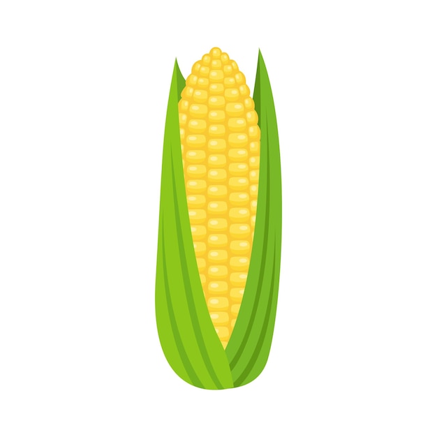 Corn vector illustration