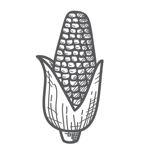 Vector corn vegetables sketch an ear of corn