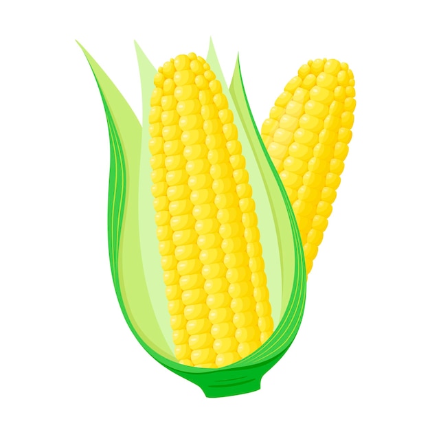 Corn on a white background Cartoon design