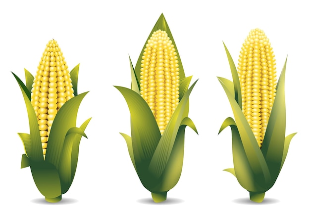 Vector corncob realistic isolated on white.