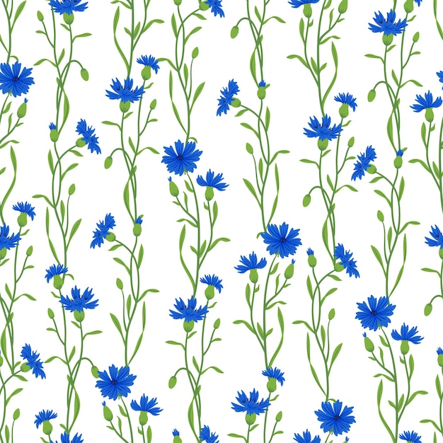 Vector cornflower field vector seamless pattern summer wild meadow flower honey plant texture