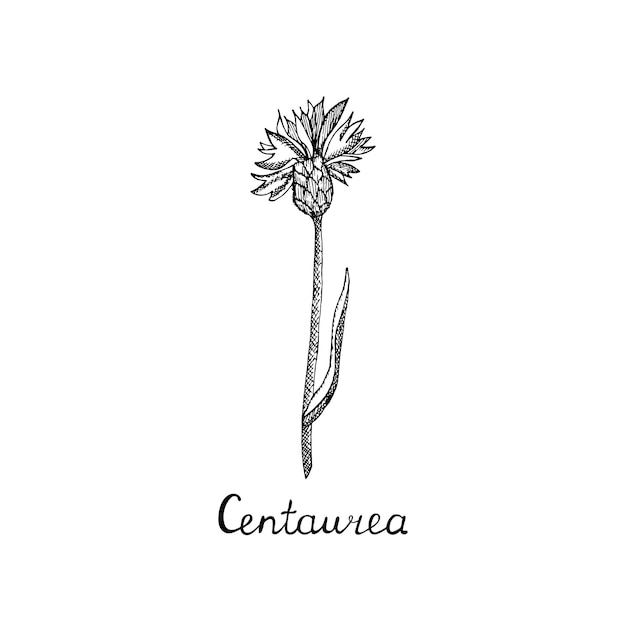 Cornflower isolated on white background Collection of hand drawn flowers and plants