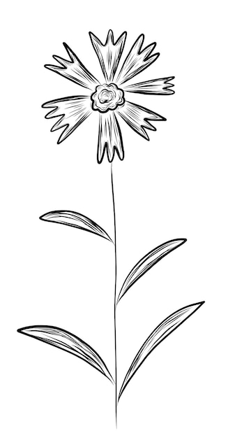 Vector cornflower in sketch style isolated on white background