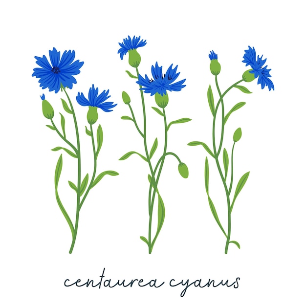 Набор векторов поля васильков Летние дикие луговые цветы медоносные растения иллюстрация Василек синяя коллекция изолирована на белом Centaurea ботанические цветочные элементы дизайна