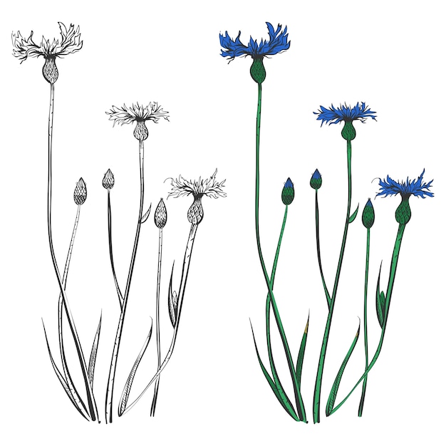 Cornflowers 실루엣과 화려한 절연