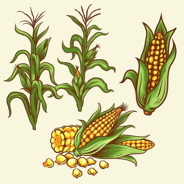 Vector corns plant food and beverage icon set