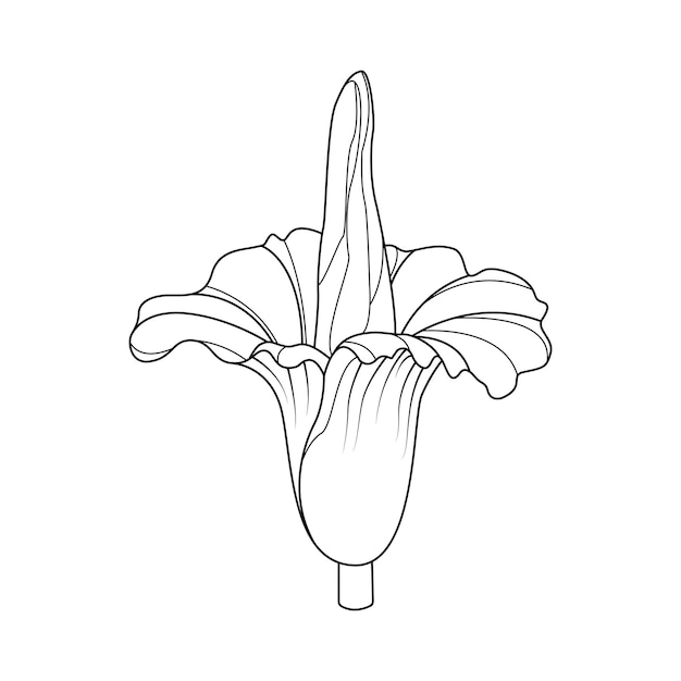 벡터 시체 꽃